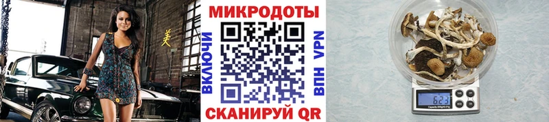 Псилоцибиновые грибы Psilocybine cubensis Курск